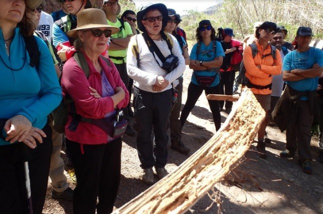 Plaga de picudín (Diocalandra frumenti) afecta a los palmerales naturales del sur de Gran Canaria