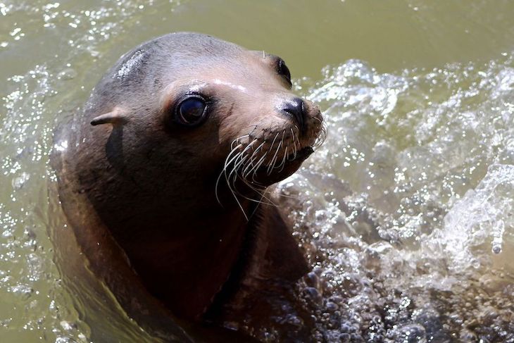 El protagonismo del león marino