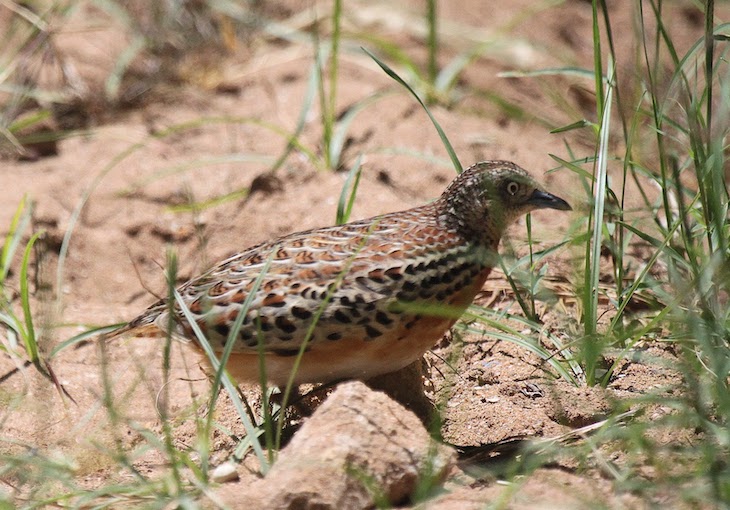 Los cambios en los usos del suelo desencadenaron la extinción del torillo andaluz en Europa