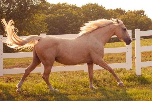El cuidado veterinario equino se remonta en Mongolia a hace 3.000 años