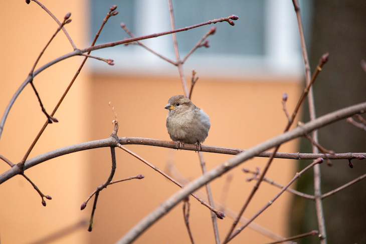 Las aves enfrían el pico para ahorrar energía si falta comida