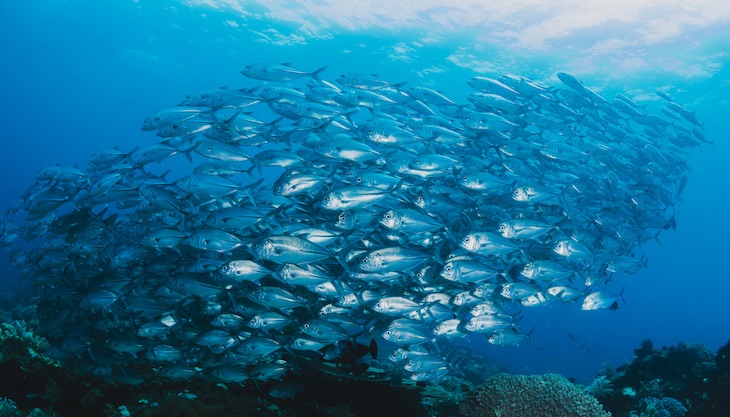 MSC España lanza su programa educativo sobre pesca sostenible y sostenibilidad marina