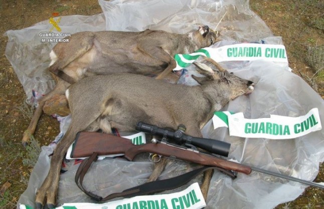 Cazando de manera furtiva y descarada en cotos de Soria