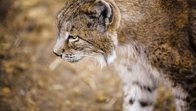Hallado muerto un ejemplar macho de lince ibérico en el lago artificial del campo del golf de Matalascañas (Huelva)
