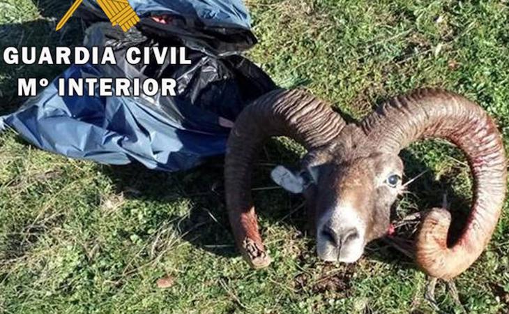 Un par de ‘delincuentes’ investigados por abatir a disparos a un muflón en Navas de San Juan (Jaén)