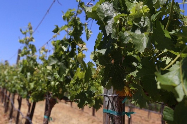 Vinos mexicanos en tránsito a la sustentabilidad