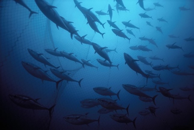 El Gobierno destina 98.700 euros a organismos internacionales de conservación de atunes