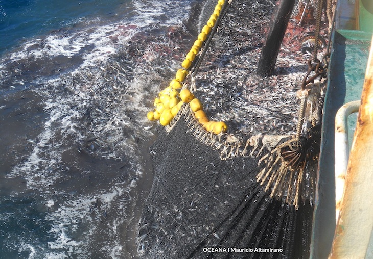 Chile. Subpesca publica informe anual y 67% de las pesquerías se mantienen sobreexplotadas o colapsadas