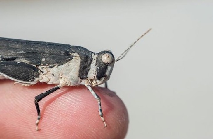 Los saltamontes son conscientes de su propia coloración para camuflarse