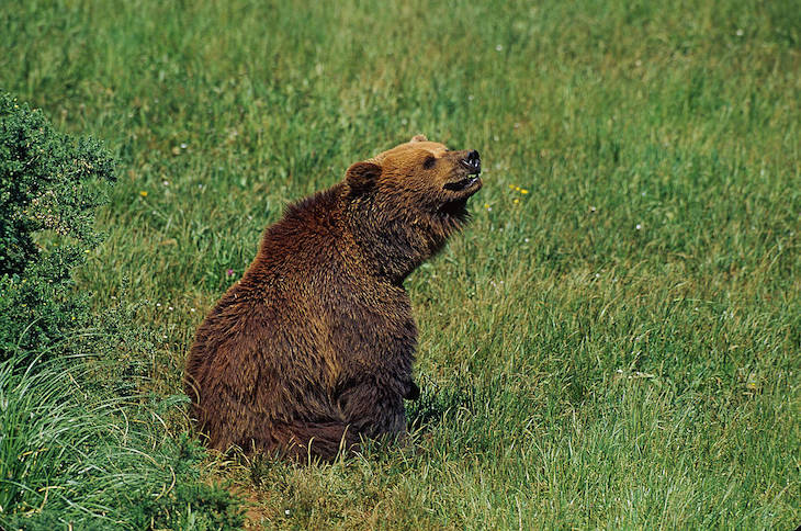 Agria polémica a cuenta del oso Cachou