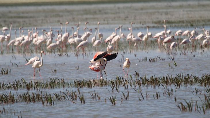 El ‘tremendo’ impacto de pesticidas en la avifauna de los Parques Nacionales de Doñana y de Las Tablas de Daimiel