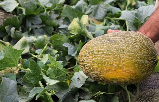 La UPCT logra incrementar entre un 30 y un 50% la producción de melón plantándolo junto a judías para conservar el suelo