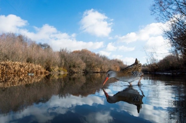 Ganadores del certamen fotográfico FotoAves2018
