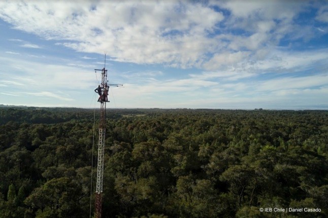La primera medición de CO2 en bosque nativo de Chile revela alta sensibilidad a cambios climáticos