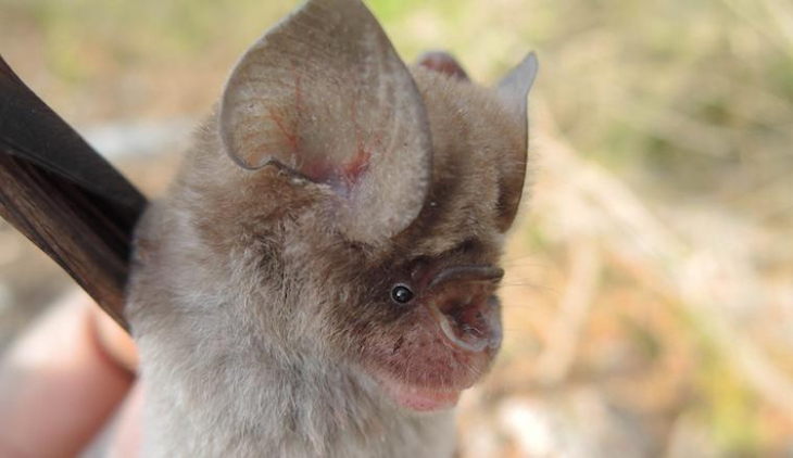 Nuevas especies de murciélagos
