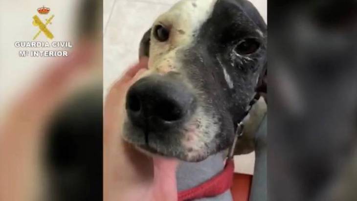 Tenerife y La Gomera ‘centro de actuaciones’ de la BENEMERITA contra el maltrato animal