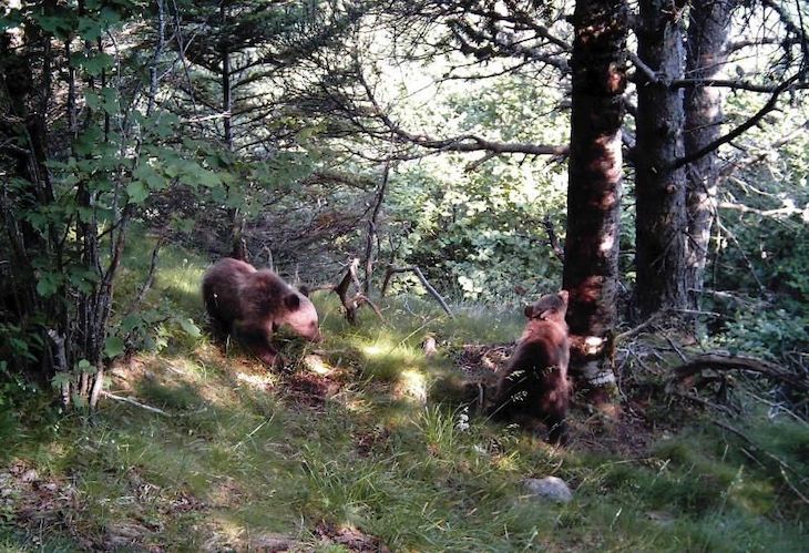 Monitorizando los osos y lobos del Pirineo