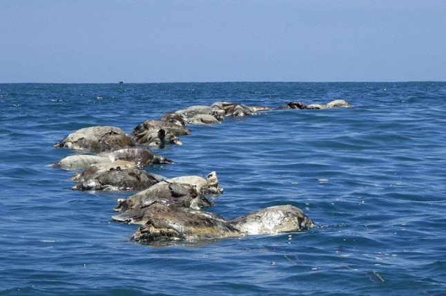 Hallan muertas a 300 tortugas marinas de una especie en peligro de extinción frente a la costa de México