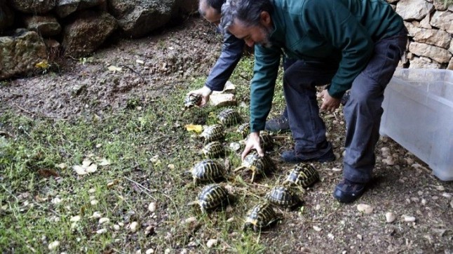 Liberadas 33 tortugas mediterráneas en Bovera (Lleida)