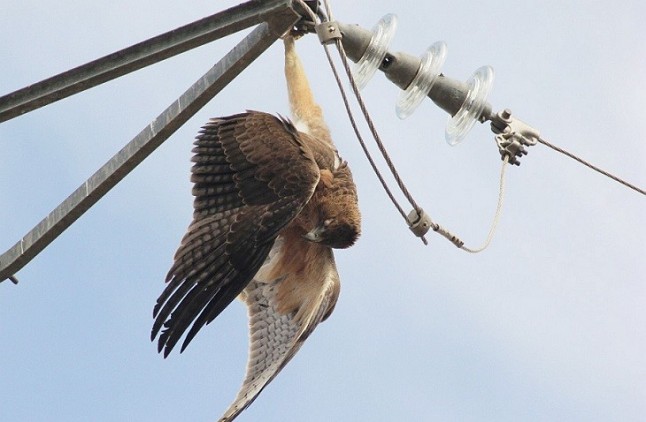 Solicitan al Defensor del Pueblo que actúe ante la mortalidad de la avifauna por tendidos eléctricos