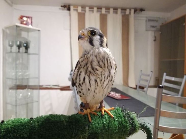 El Viso del Alcor (Sevilla)