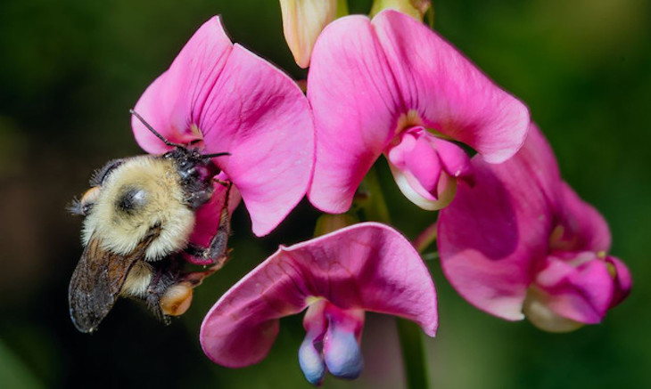 Los abejorros ‘pagan caro’ el cambio climático