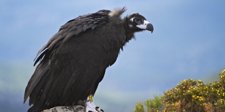 Castilla – La Mancha informa de los planes de recuperación del águila imperial ibérica y del buitre negro