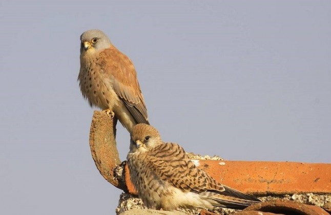 Ayuntamiento de Lucena (Córdoba) inicia los trabajos para conservar el cernícalo primilla en el municipio