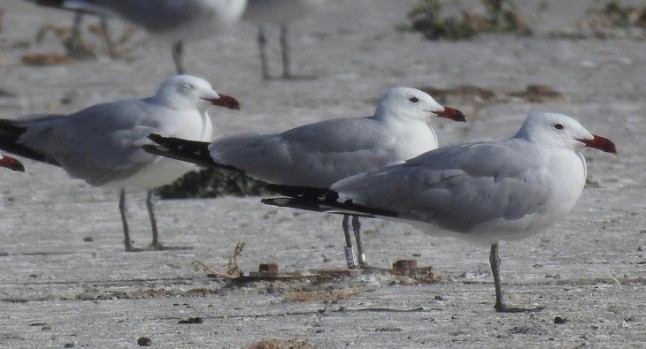 Se recupera la población de gaviota de Audouin en la Isla de Alborán