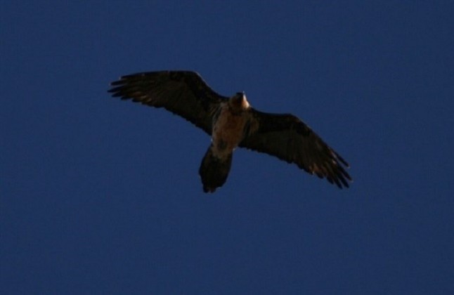 Jaén tiene el privilegio de albergar el primer pollo de quebrantahuesos nacido en libertad