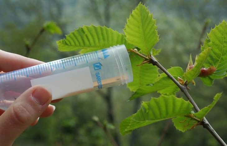 Suelta masiva del Torymus en apoyo al castañar malagueño