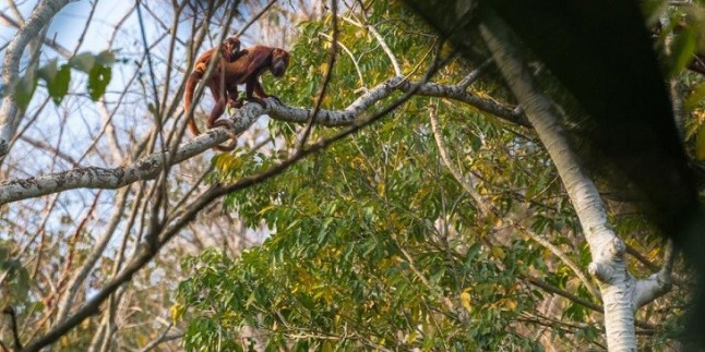 Inminente colapso global de biodiversidad sin acción urgente concertada
