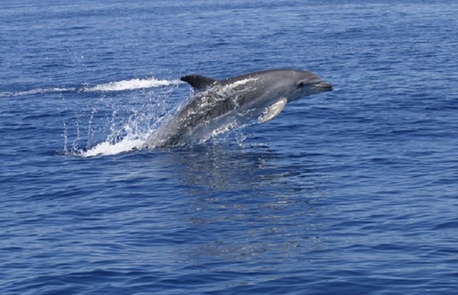 Mar Blava expresa su satisfacción por el Decreto que protege el Corredor de Migración de Cetáceos