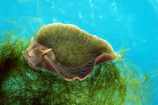 Babosas roban a las algas su sistema de fotosíntesis en provecho propio