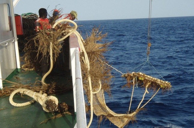 BIOFADs (Dispositivos Concentradores de Peces biodegradables) para minimizar el impacto de la pesca de atún tropical en los ecosistemas marinos
