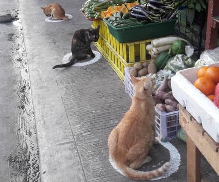 Las medidas de distanciamiento social entre… gatos