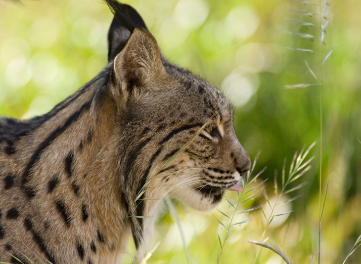 Identificado por primera vez el uso de cuevas como cubiles por parte del lince ibérico