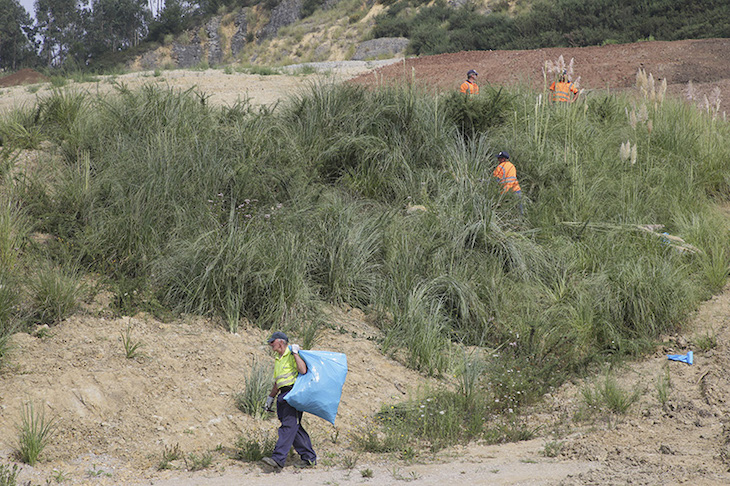 IHCantabria inicia un proyecto para cartografiar la flora invasora en la Cornisa Cantábrica