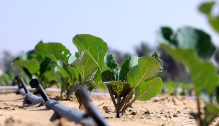 El 50% de las tierras de cultivo del Planeta podrían ahorrarse si se mejorase su rendimiento