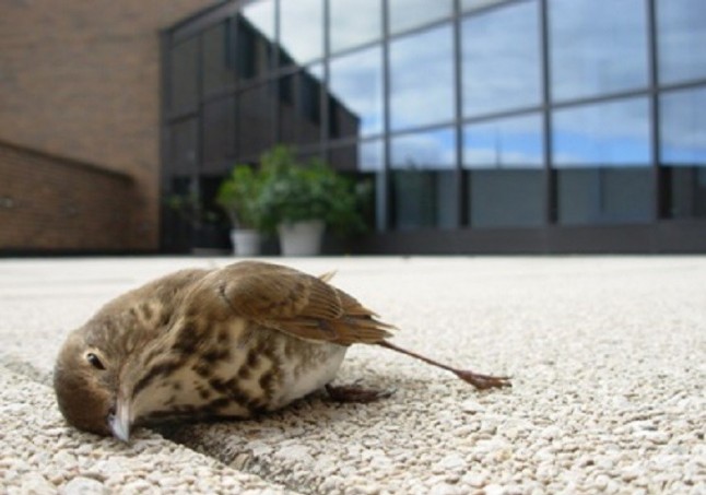 Las infraestructuras y edificios de cristal son letales para las aves