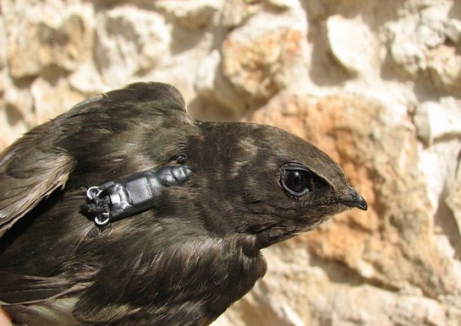 Liberan 20 ejemplares de vencejo en el Castillo de Bellver