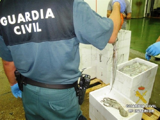 Incautan en Castellón 270 kilos de pulpo inmaduro comprado en Cataluña