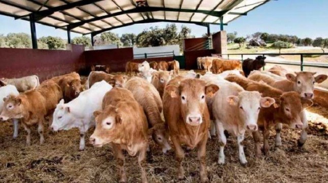 Alerta por el proyecto de una macrogranja