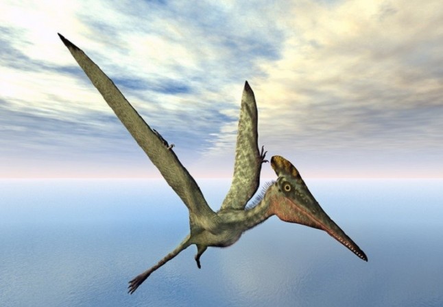 Los pterosaurios volaron como pájaros y no como murciélagos