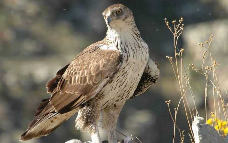Emisores en cinco pollos de águila perdicera nacidos en Huesca