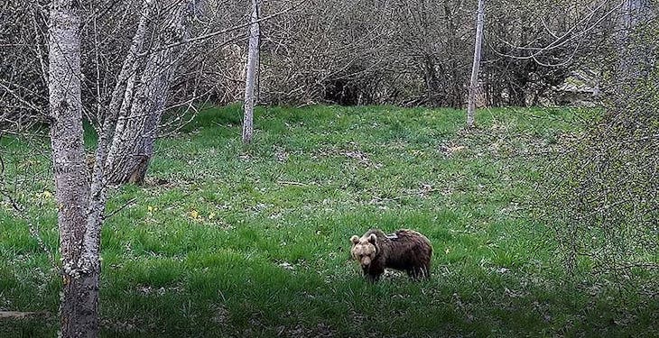 La osezna Éndriga ‘recuperada’ regresa a su hábitat natural en Asturias