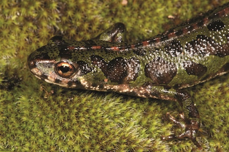 Málaga edita la primera guía dedicada a anfibios y reptiles de la provincia