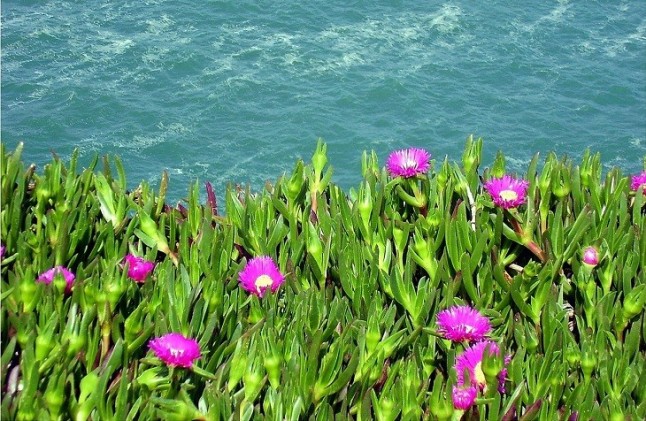 Ecologistas en Acción denuncia que la planta uña de gato invade la costa cántabra
