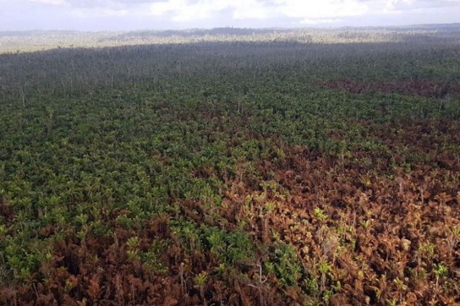 Proponen privatizar las zonas boscosas de la India