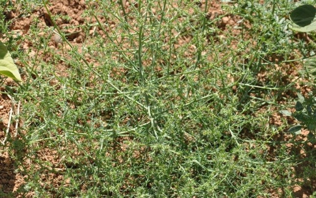 Publicación sobre malas hierbas en Navarra